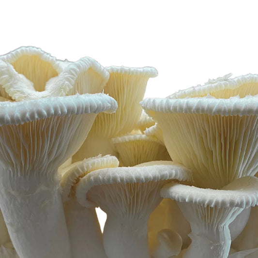 Eichenseitling | Pleurotus dryinus Flüssigmyzel