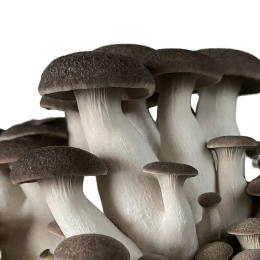 Black Pearl King Oyster | Pleurotus ostreatus hybrid Flüssigmyzel