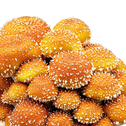 Chestnut | Pholiota adiposa Flüssigmyzel