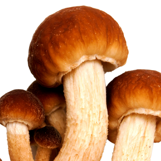 Pioppino | Agrocybe cylindracea Flüssigmyzel