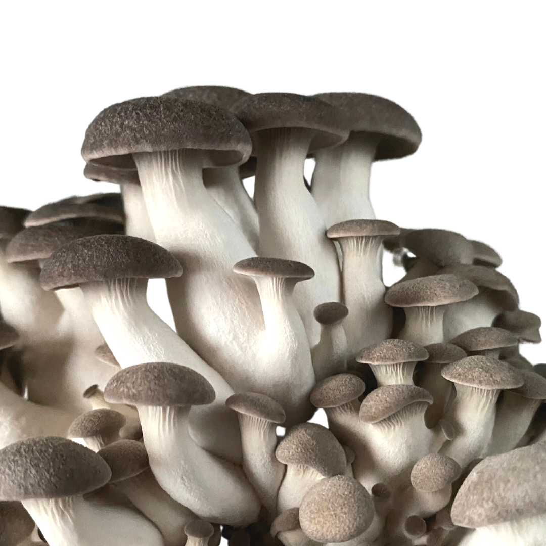 Flüssigmyzel 10ml vom Black Pearl King Oyster| Pleurotus ostreatus hybrid