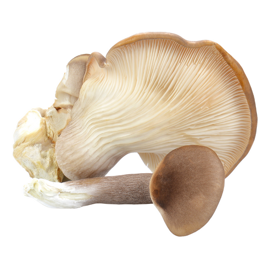 Abalone | Pleurotus cystidiosus Flüssigmyzel