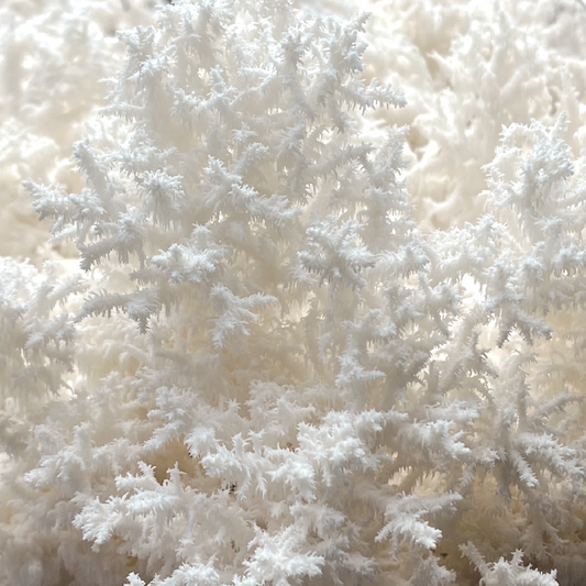 Ästiger Stachelbart | Hericium coralloides Flüssigmyzel