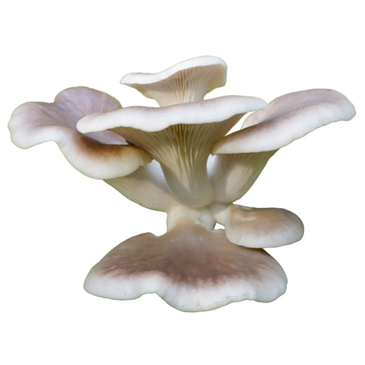 Estragonseitling | Pleurotus euosmus Flüssigmyzel