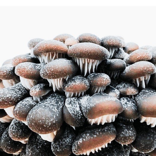 Wilder Austernseitling | Pleurotus ostreatus Flüssigmyzel