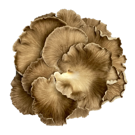 Kastanienseitling | Pleurotus pulmonarius var. Flüssigmyzel