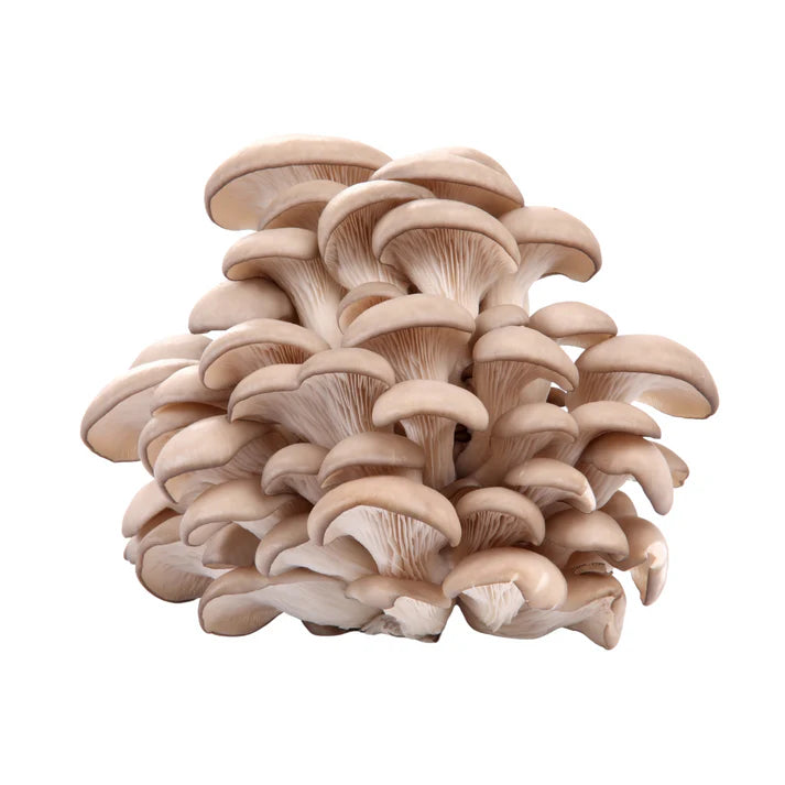 Austernseitling | Pleurotus ostreatus Körnerbrut 500 g vollständig besiedelt