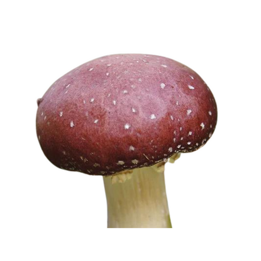 Braunkappe | Stropharia rugosoannulata Flüssigmyzel