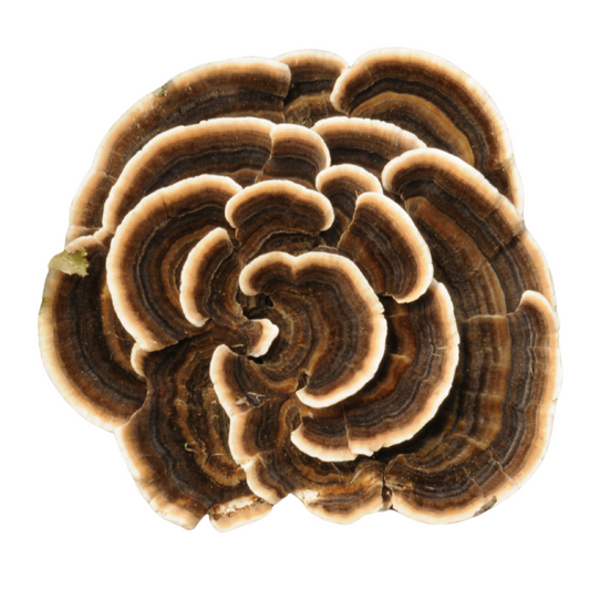 Schmetterlingstramete | Trametes versicolor Flüssigmyzel