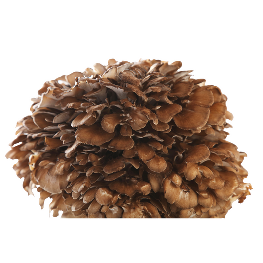 Maitake | Grifola frondosa Flüssigmyzel