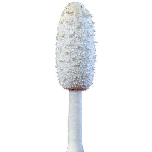 Schopftintling | Coprinus comatus Flüssigmyzel