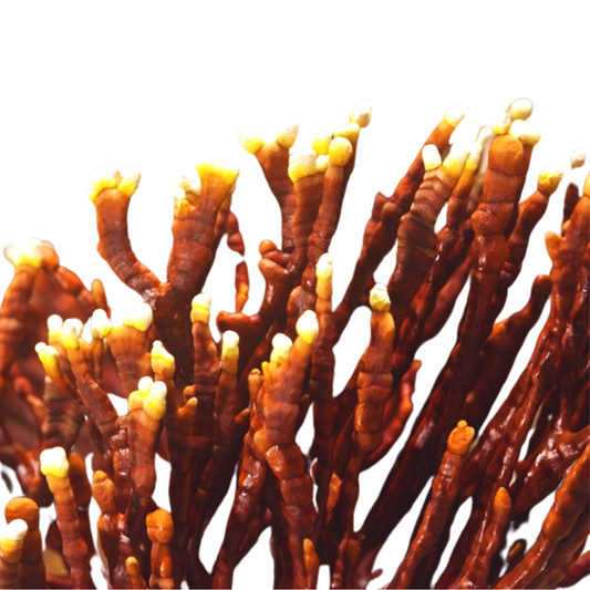 Reishi | Ganoderma lucidum Flüssigmyzel