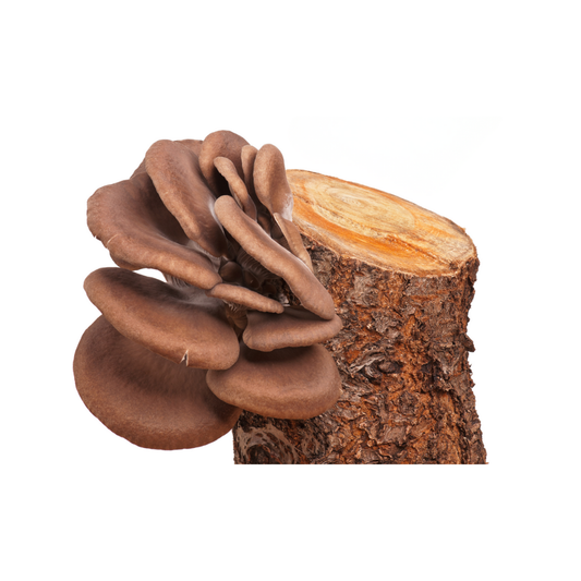 Austernseitling | Pleurotus ostreatus Pilzdübel fertig besiedelt 50 Stück 8 x 40 mm