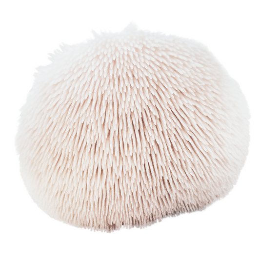 Igelstachelbart | Hericium americanum Flüssigmyzel