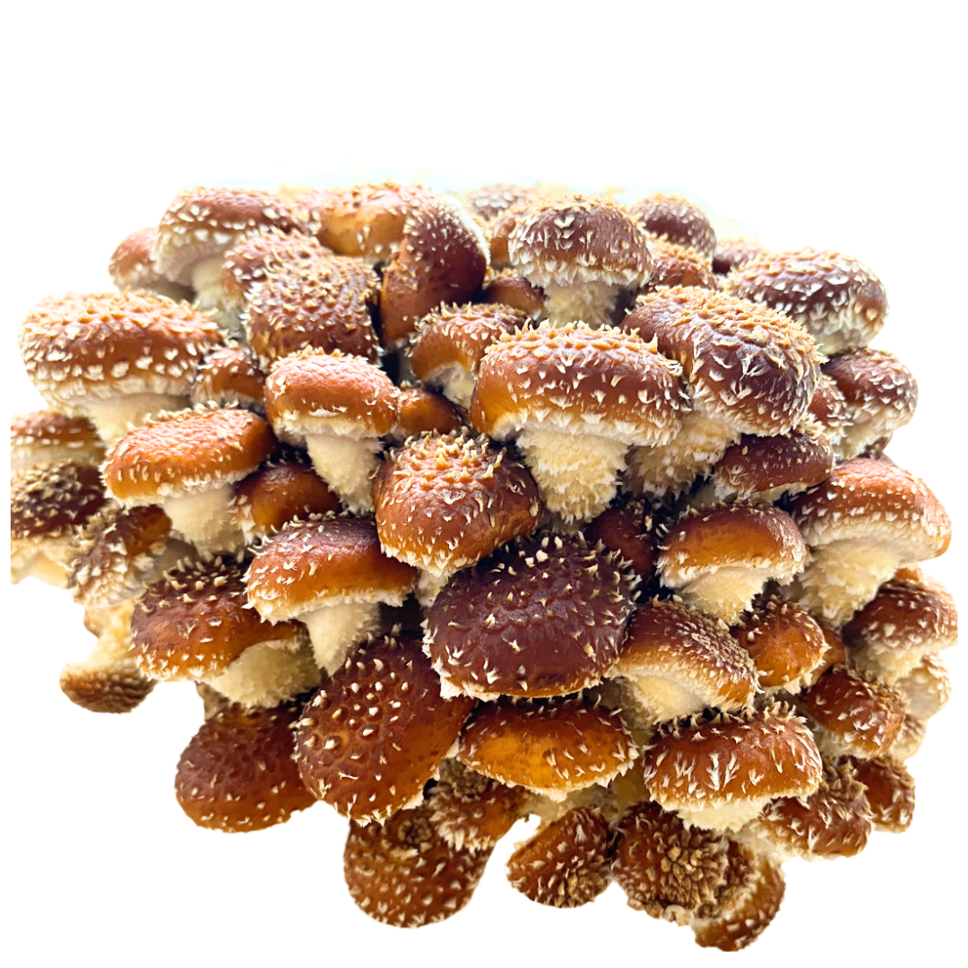 Flüssigmyzel 10ml vom Chestnut | Pholiota adiposa