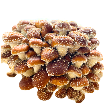 Flüssigmyzel 10ml vom Chestnut | Pholiota adiposa