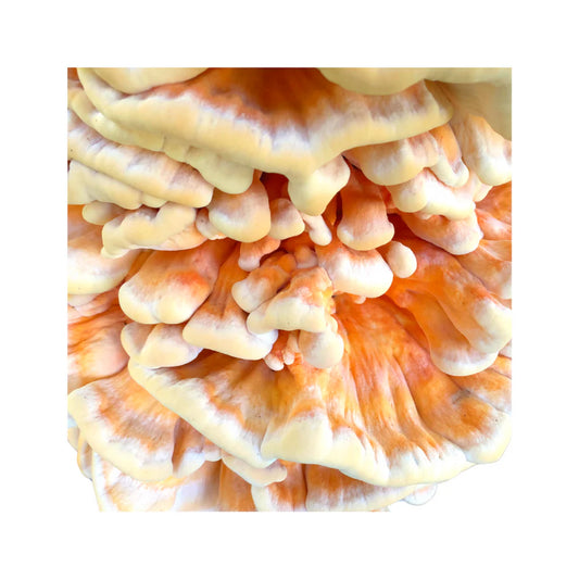 Schwefelporling | Laetiporus sulphureus Flüssigmyzel