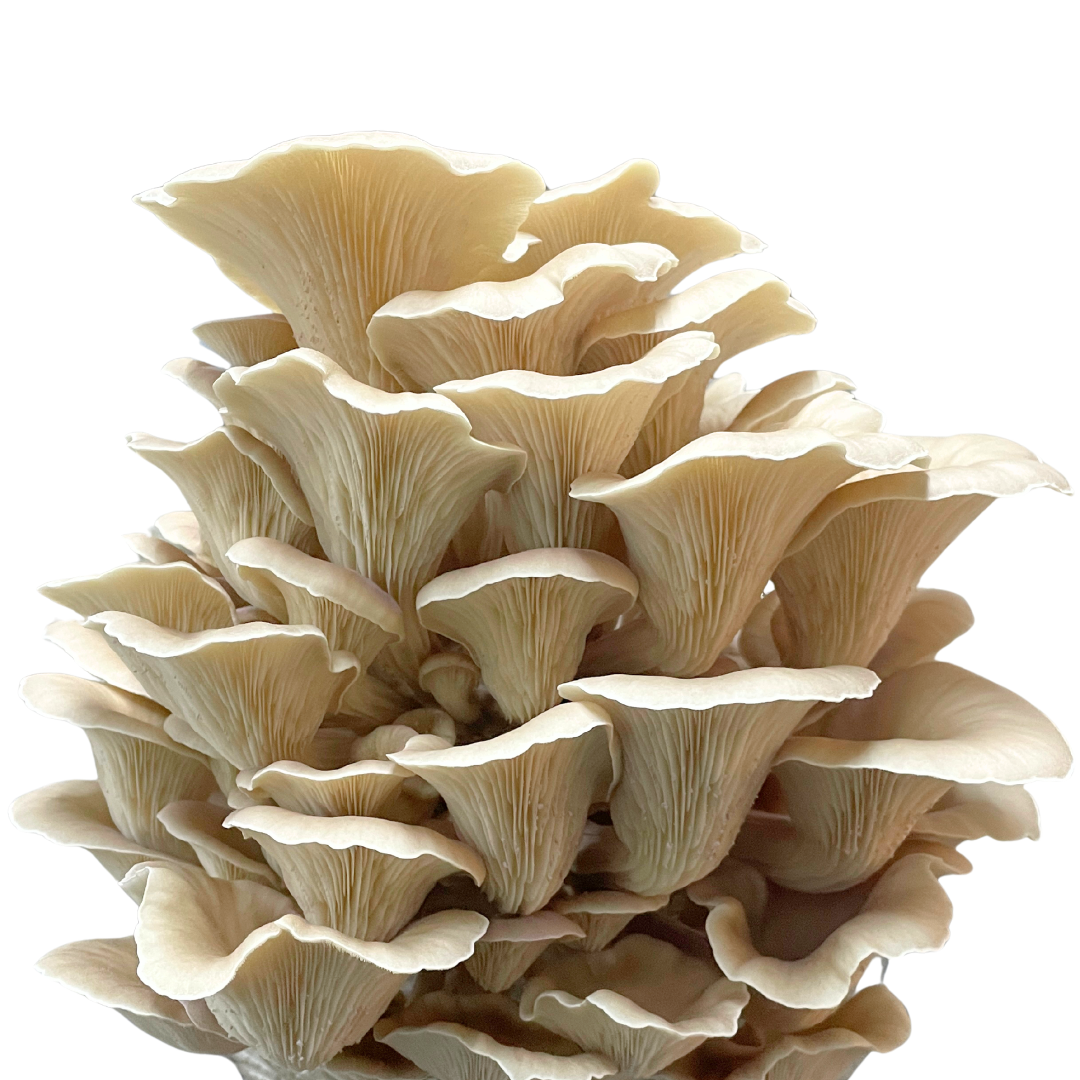 Rillstieliger Seitling | Pleurotus cornucopiae Flüssigmyzel