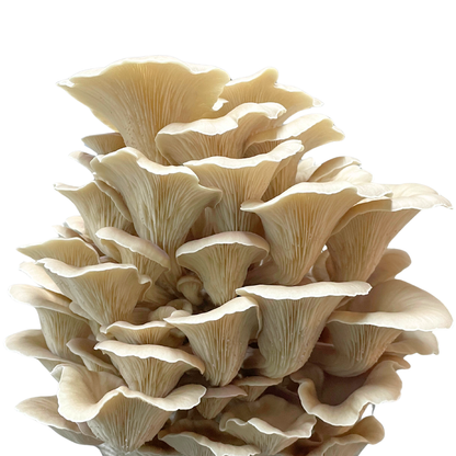 Rillstieliger Seitling | Pleurotus cornucopiae Flüssigmyzel