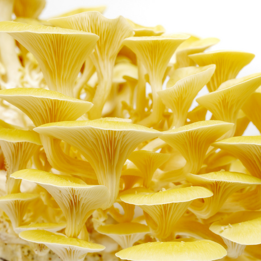 Limonenseitling | Pleurotus citrinopileatus Flüssigmyzel