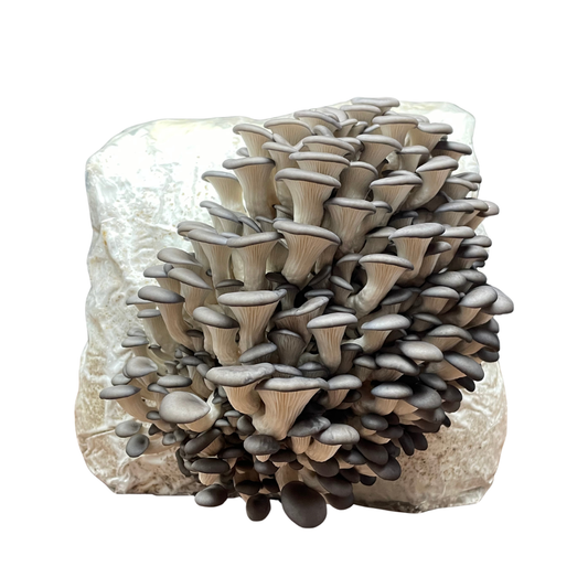 Austernpilze Fertigkultur