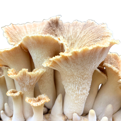 Sklerotienporling | Polyporus tuberaster Flüssigmyzel