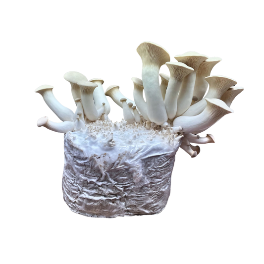 Bio Kräuterseitling Fertigkultur