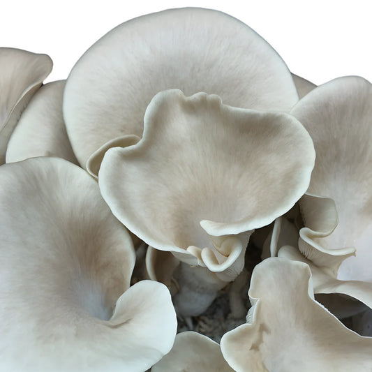 Wilder Lungenseitling | Pleurotus pulmonarius Pilzdübel fertig besiedelt 50 Stück 8 x 40 mm