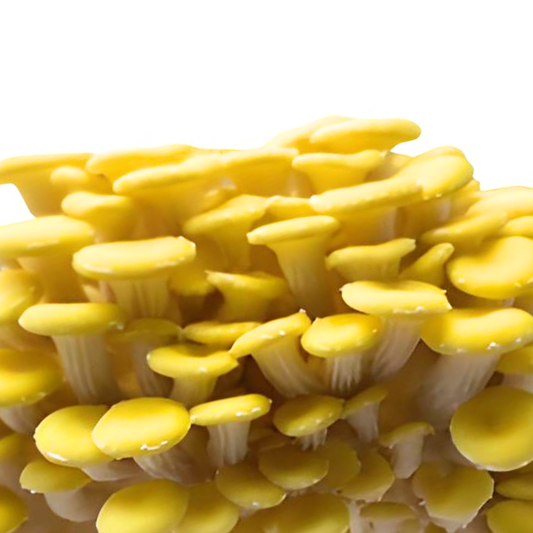 Flüssigmyzel 10ml vom Limonenseitling | Pleurotus citrinopileatus