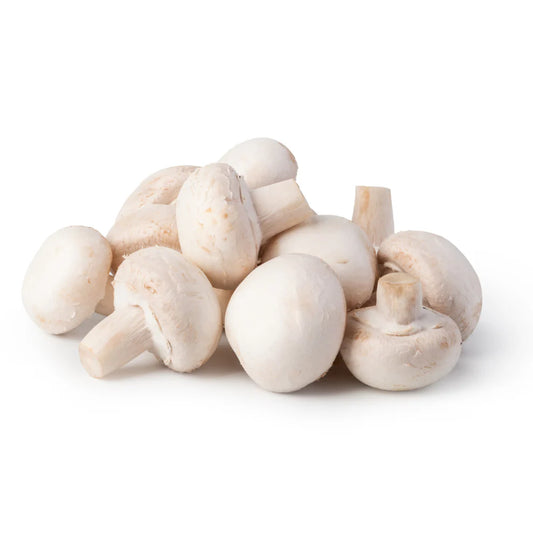 Champignon | Agaricus bisporus Flüssigmyzel