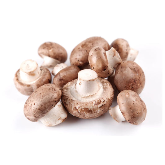 Brauner Champignon | Agaricus bisporus Flüssigmyzel