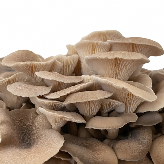 Getigerter Sägeblättling | Lentinus tigrinus Flüssigmyzel