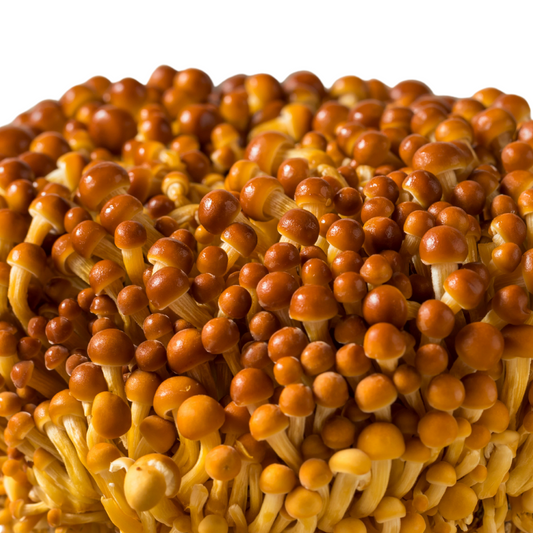 Golden Enoki | Flammulina velutipes Flüssigmyzel
