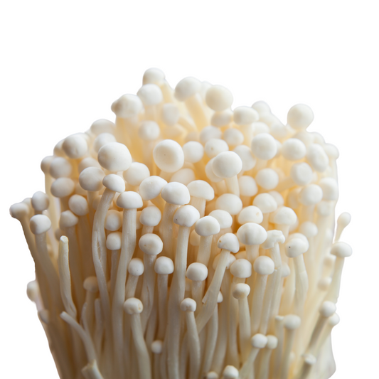 Enoki | Flammulina velutipes Flüssigmyzel
