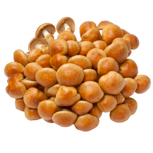 Nameko | Pholiota nameko Flüssigmyzel