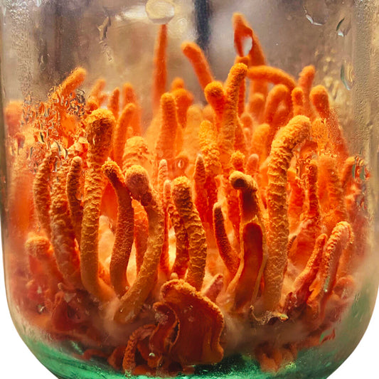 Puppenkernkeule | Cordyceps militaris Flüssigmyzel
