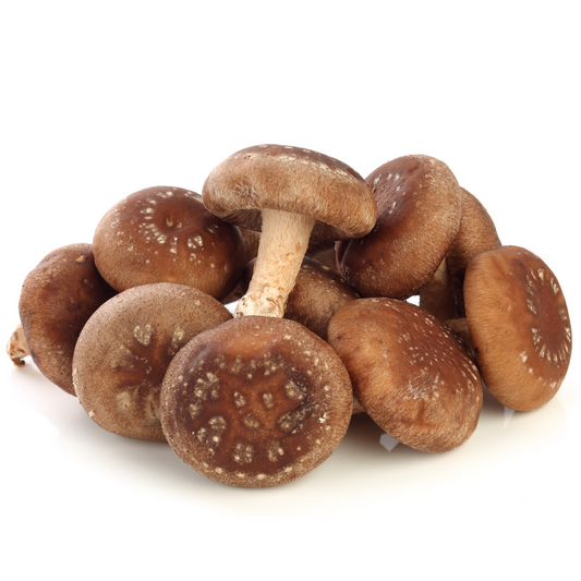 Shiitake | Lentinula edodes Pilzdübel fertig besiedelt 50 Stück 8 x 40 mm