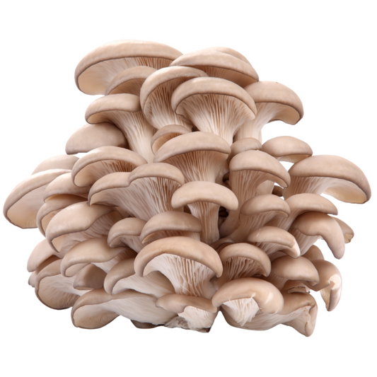 Flüssigmyzel 10ml vom Austernseitling | Pleurotus ostreatus