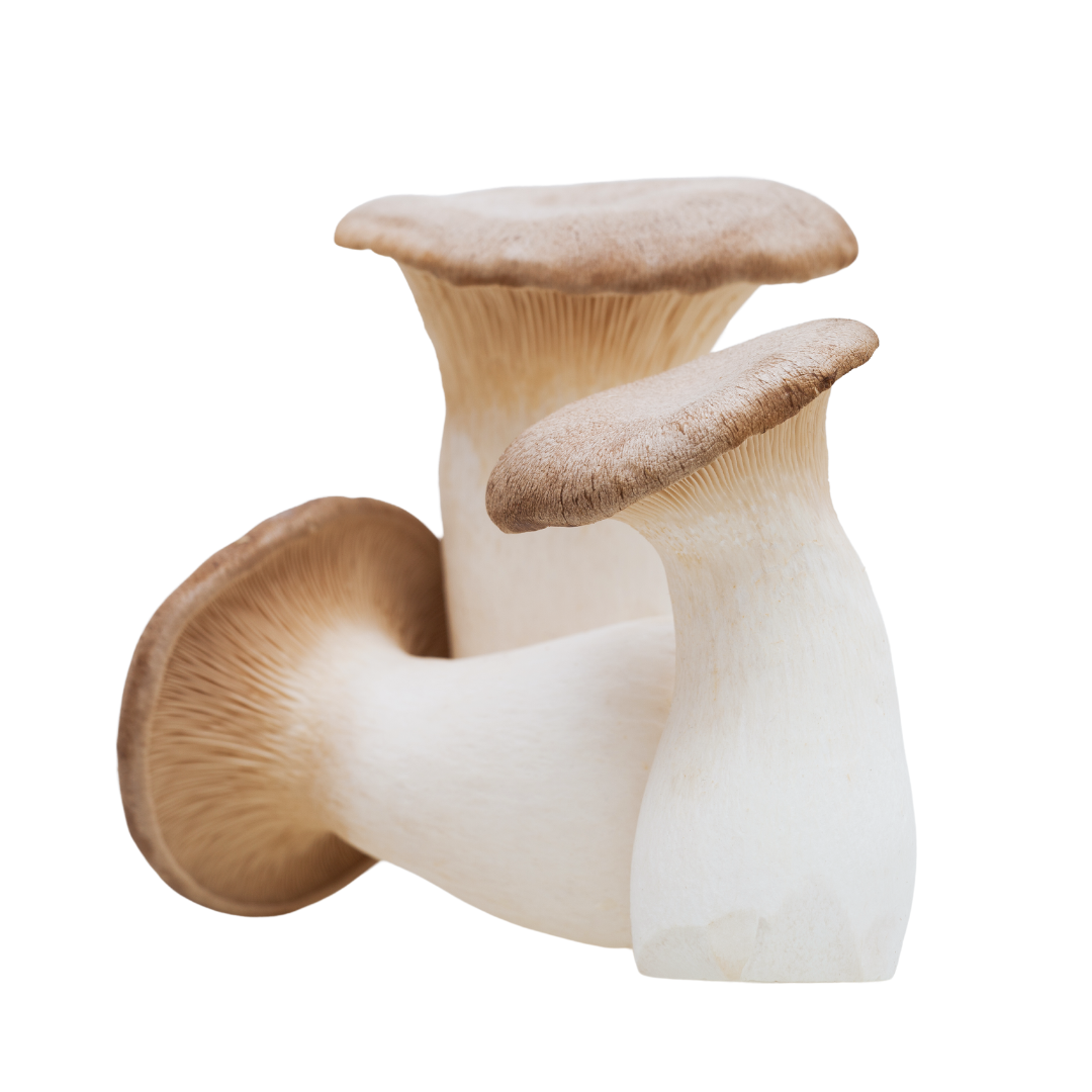 Flüssigmyzel 10ml vom Kräuterseitling | Pleurotus eryngii