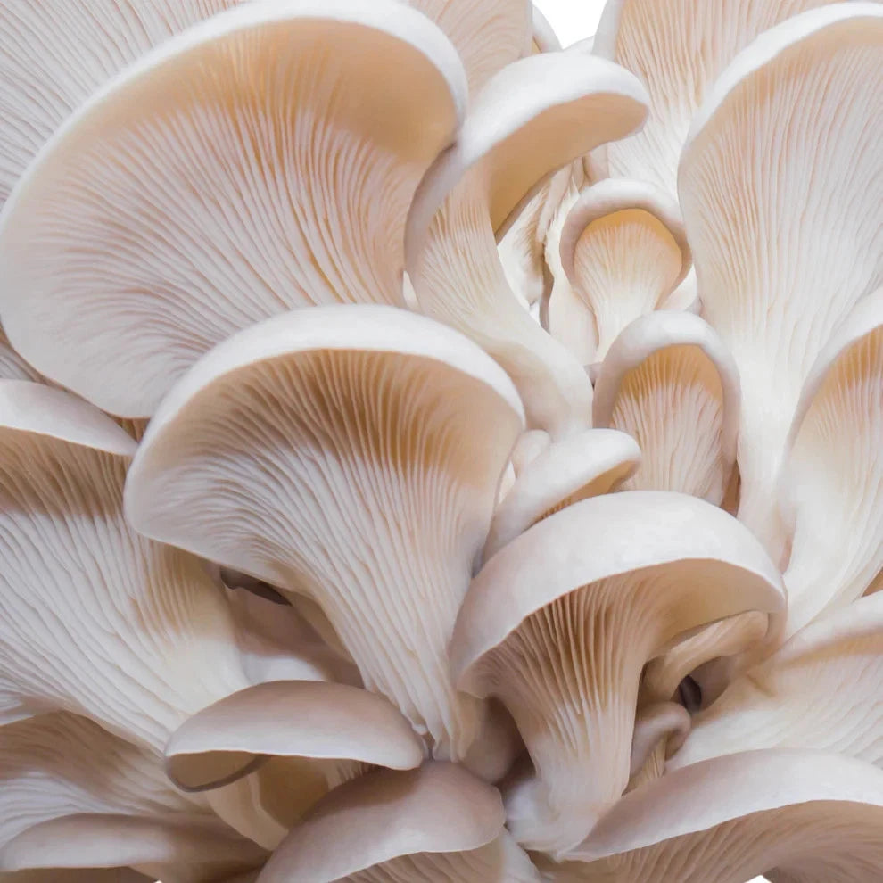 White Pearl Oyster Flüssigmyzel – Pilzansicht